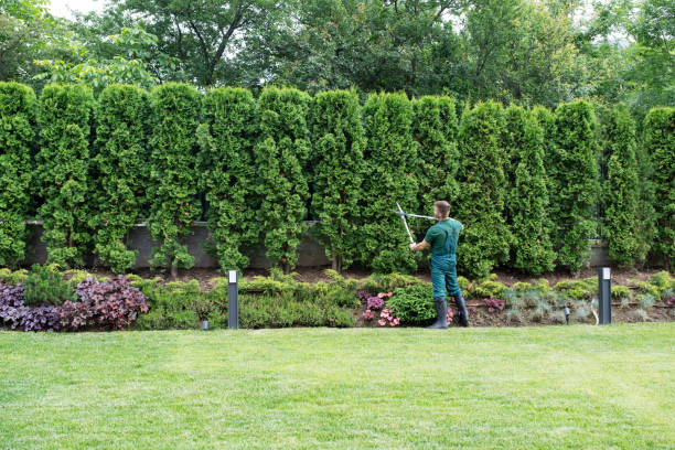 Best Lawn Drainage Solutions  in Chisholm, ME