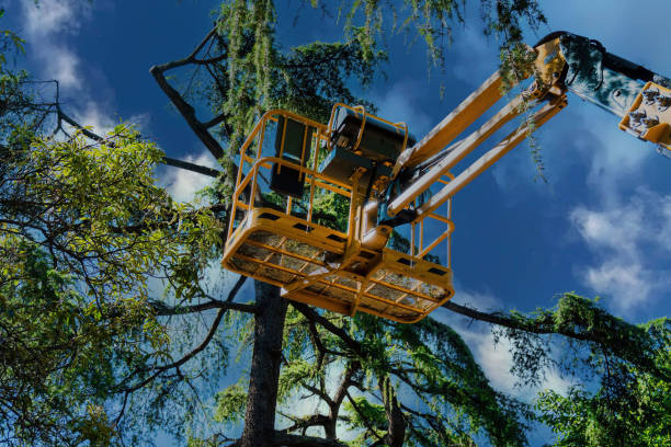 Reliable Chisholm, ME Tree Services Solutions