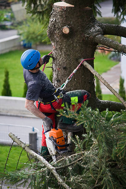 Seasonal Cleanup (Spring/Fall) in Chisholm, ME