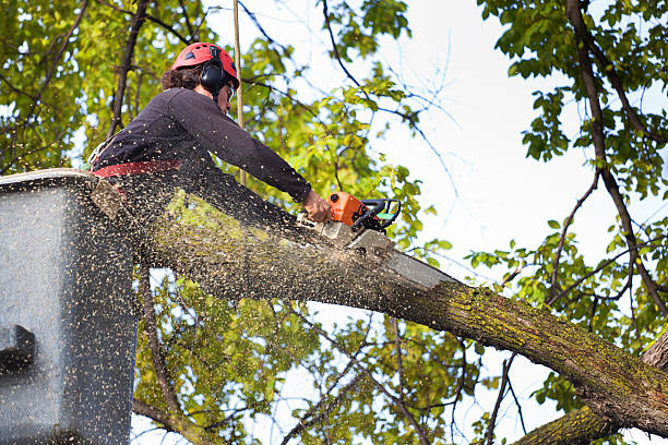 Best Tree Mulching  in Chisholm, ME